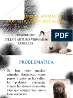 Abandono de Animales Domesticos en Las Calles PDF