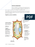 04.metabolismo Celular