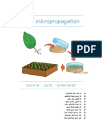 Plant Micropropagation: Section (9) Lab (B) Number (50:60)