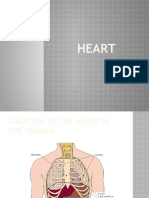 Heart Anatomy