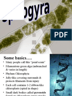 Spirogyra Life Cycle