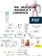 Vascular Periférico y Linfático Final.