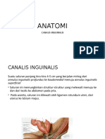 Anatomi Kanalis Inguinalis