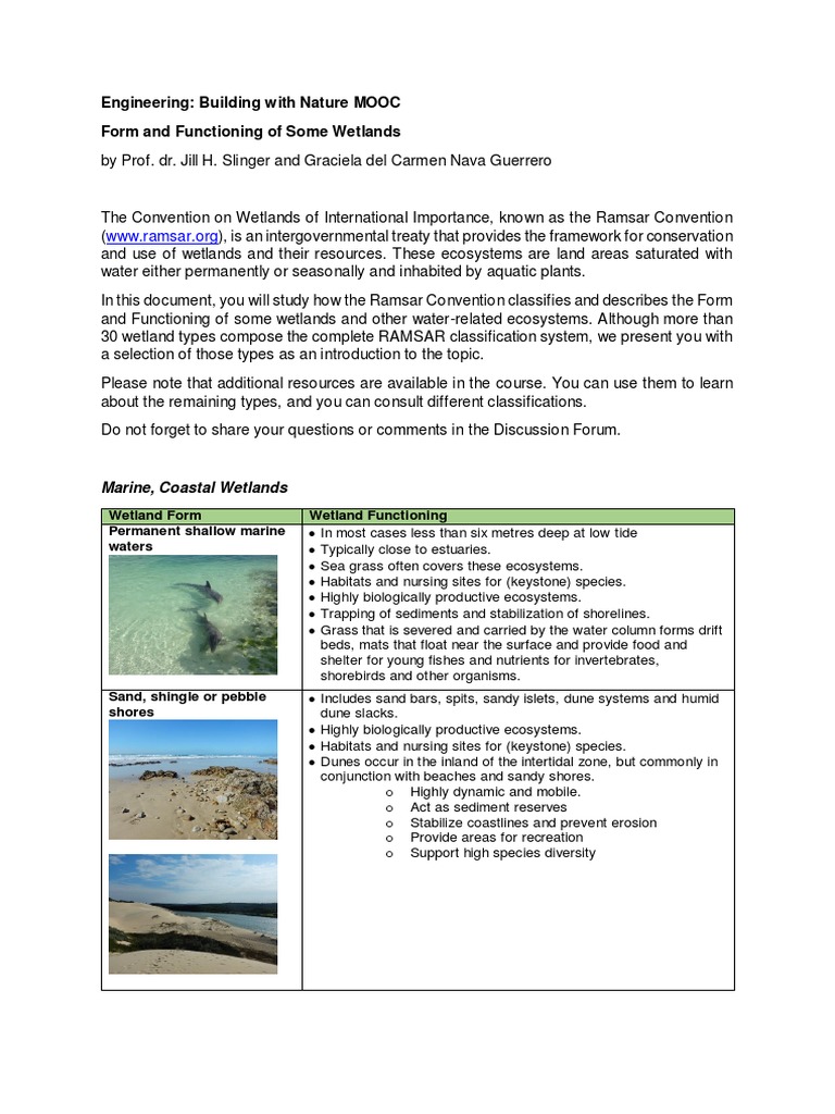 Understanding Wetland Types and Functions | PDF | Wetland | Estuary