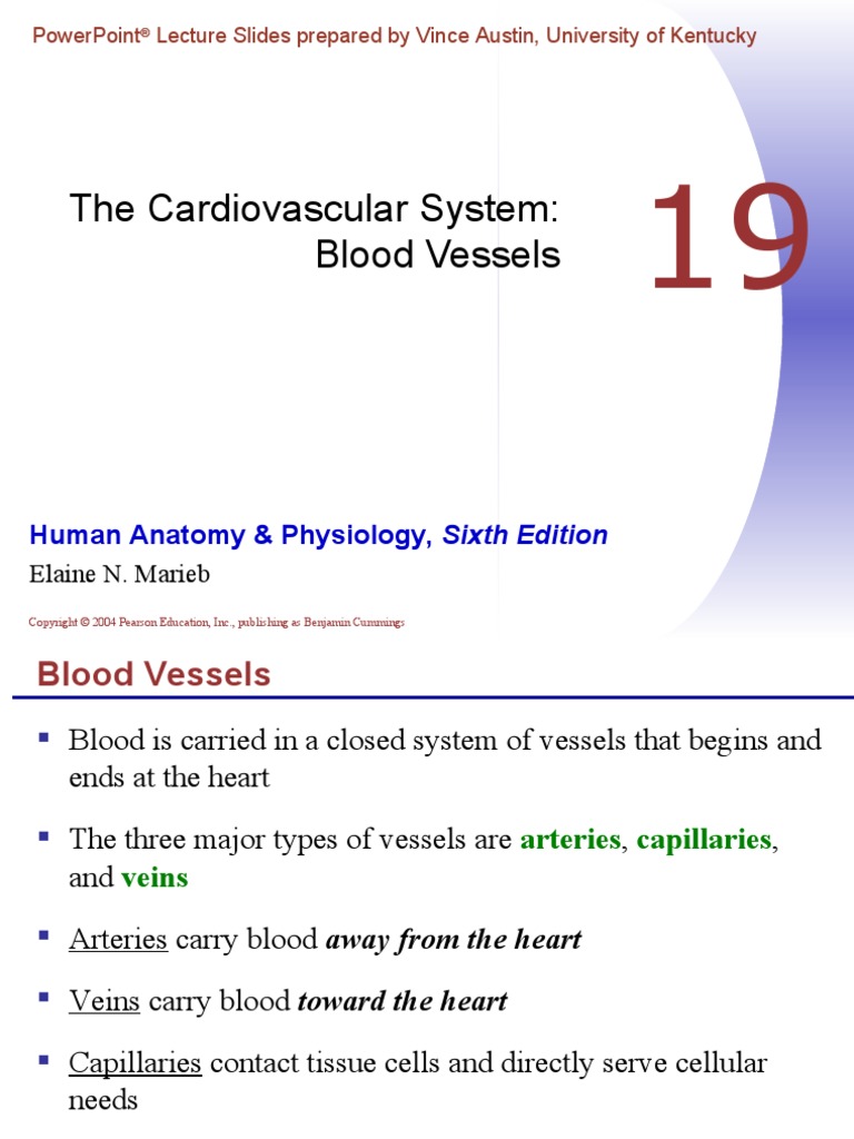 Chapter 19 - Blood Vessels | PDF | Vein | Artery