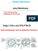 Plasma Membrane: The Lipid Bilayer Membrane Proteins