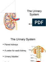 The Urinary System Explained