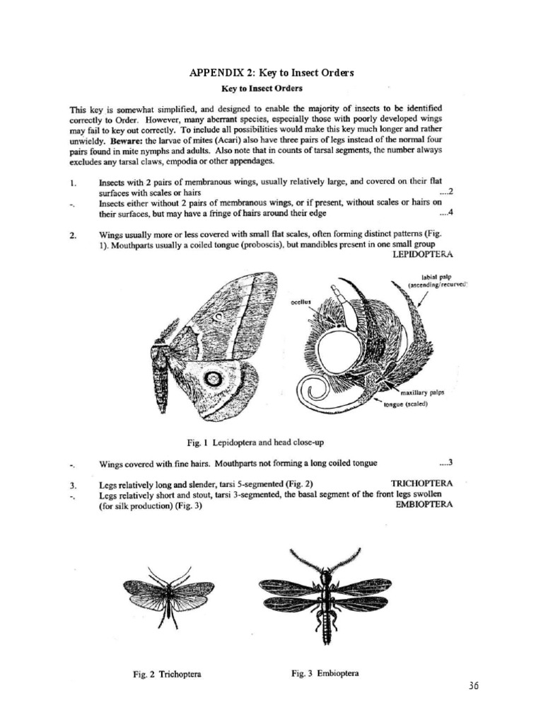 Key To Insect Orders Doc Filename UTF8''Key To Insect Orders