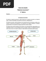 2do Sistema Locomotor CCNN