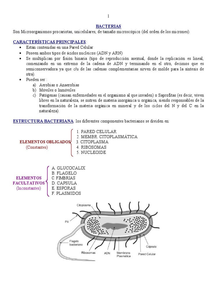 Estructura y características de bacterias | PDF | Plásmido | Las bacterias