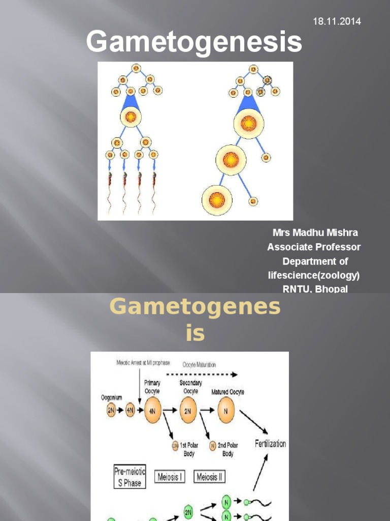 Gametogenesis Mrs Madhu Mishra Associate Professor Department of