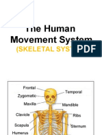 Skeletal Muscle 1