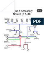 Vagus and Accessory Nerve Course
