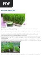 BROTOS no jardim DÁ VIDA