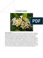 Plumeria Rubra: Description