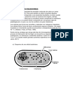 Morfologia Bacteria Bacillus Pseudofirmus