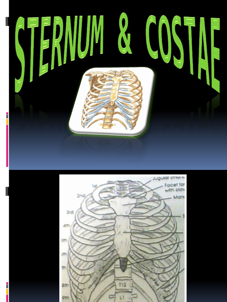 Anatomi Sternum dan Costae | PDF | Kajian Bahasa Asing | Kesehatan Holistik