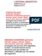 Sistenmadigestivo PDF