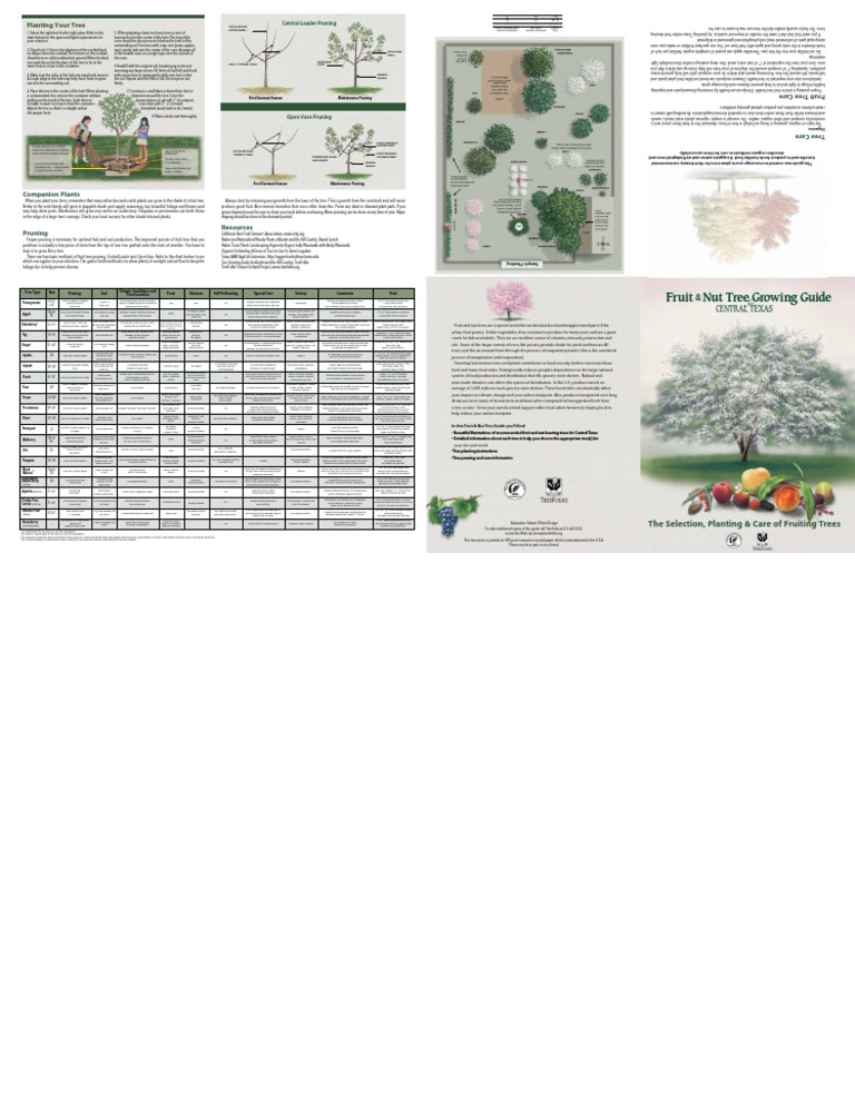Fruit Tree Planting & Pruning Guide | PDF | Pruning | Trees