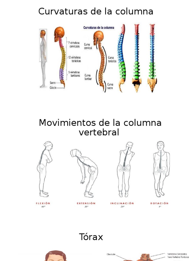 Curvaturas de La Columna | PDF