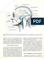 Sistema Venoso Cerebral PDF