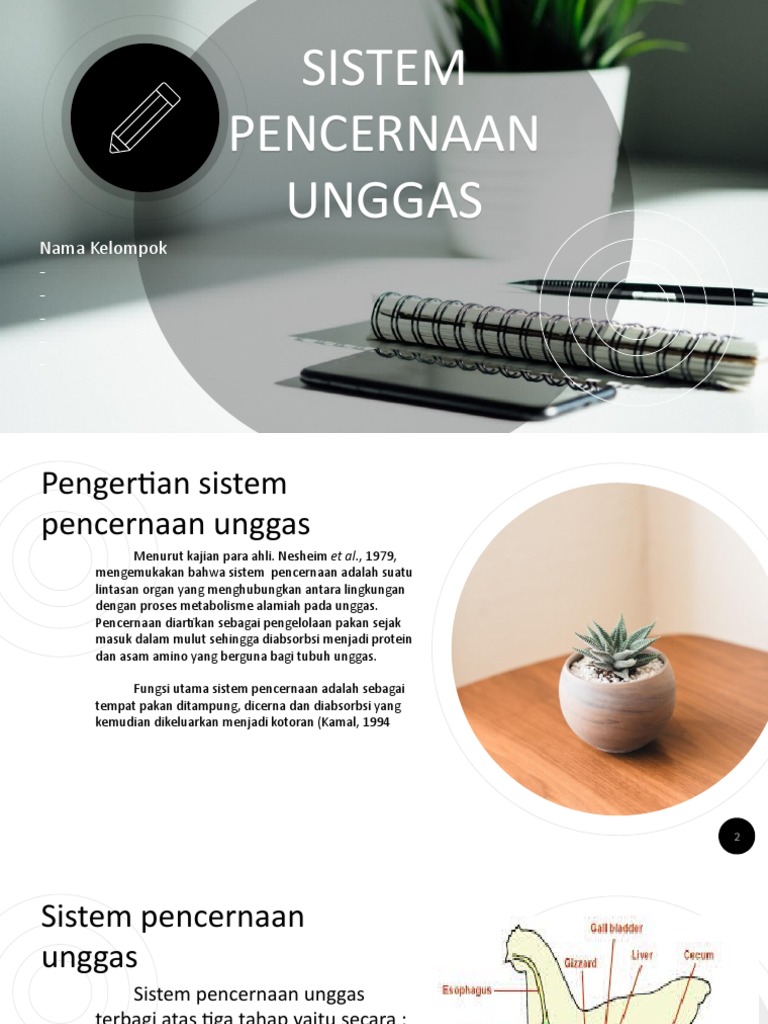 50 Gambar Sistem Pencernaan Unggas Dan Fungsinya Terbaru