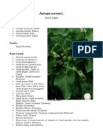 Optimized Title for Jatropa curcas L. (Jarak Pagar) Plant Document