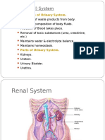 Renal Anatomy