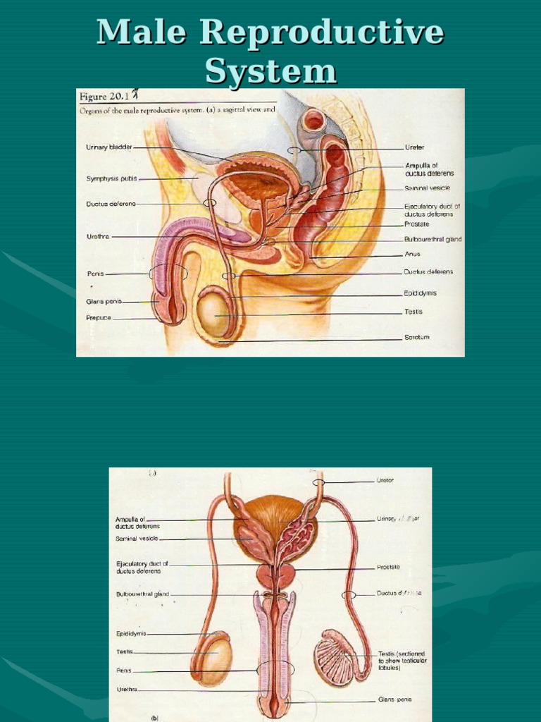 Male Reproductive System Overview | PDF