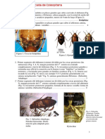 claveparaidentificarinsectoscoleoptera-160423015117.pdf