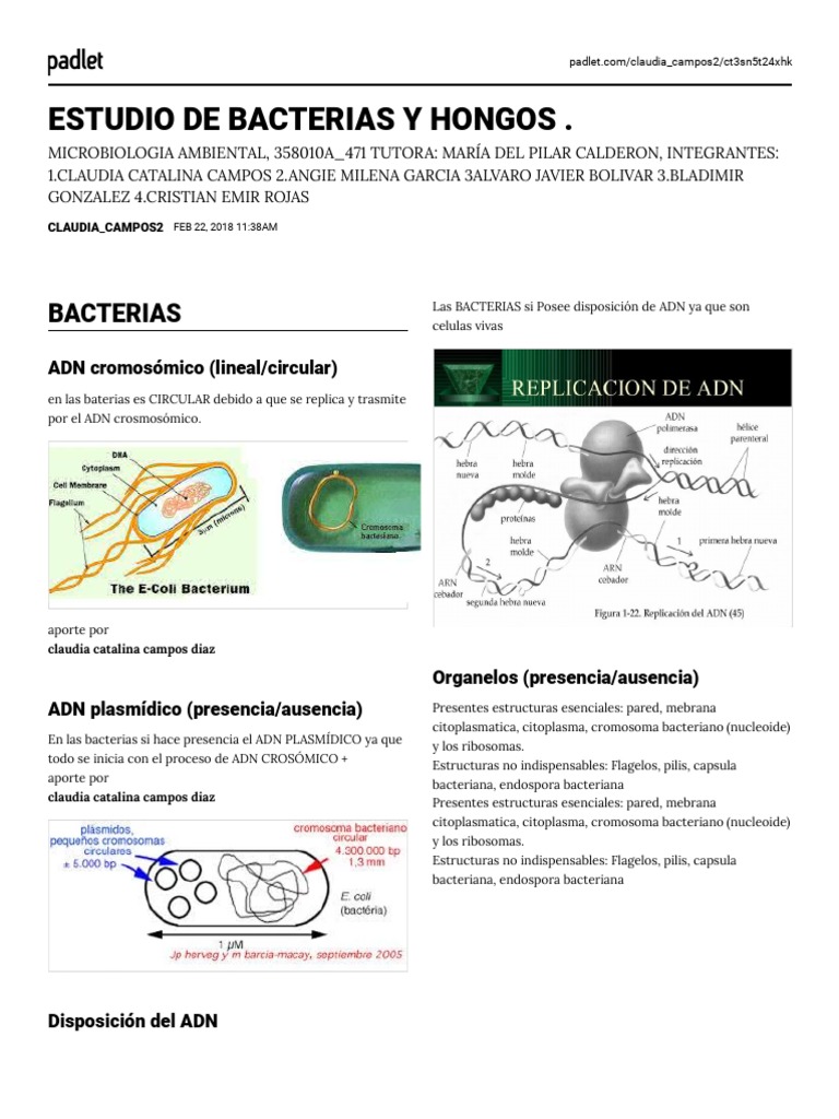 Padlet-De Estudio de Virus y Bacterias | PDF | Las bacterias | Pared ...