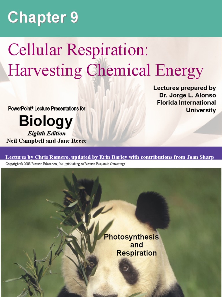 Cellular Respiration: Harvesting Chemical Energy: Biology | PDF ...