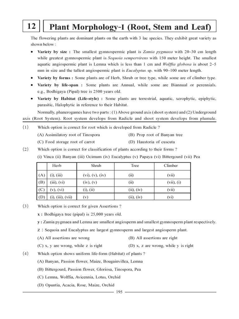Plant Morphology 1 (Root Stem and Leaf) | PDF | Leaf | Root