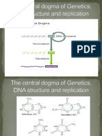 The central dogma of Genetics