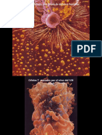 Fotos HD Sistema Inmunitario