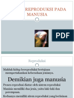 Reproduksi Manusia