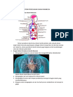 Sistem Peredaran Darah Manusia