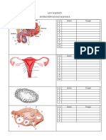 LKS Sistem Reproduksi Manusia PDF