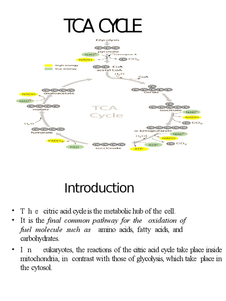 TCA Cycle PPT Lec | PDF | Citric Acid Cycle | Diet & Nutrition