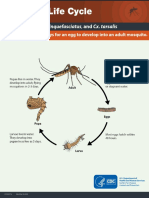 Mosquito Life Cycle: Culex Pipiens, Cx. Quinquefasciatus, and Cx. Tarsalis