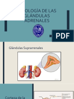 Fisiologia Glandulas Adrenales
