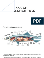 Anatomi Chondrichthyes