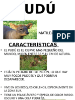 Características Del Pudu