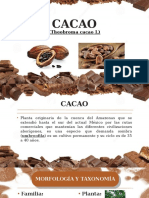 Cacao Expo 2019