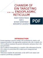 Mechanism of Protein Targeting Into Endoplasmic Reticulum