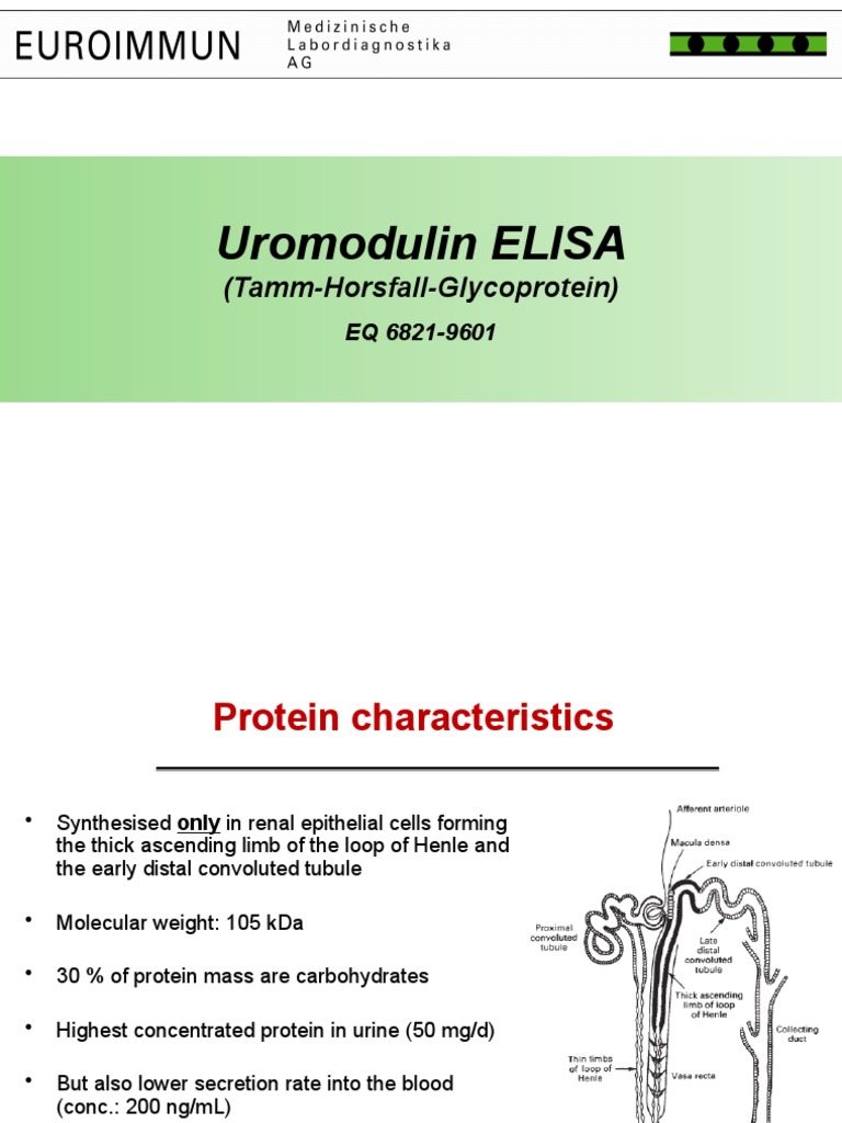 Assessing Kidney Function and Damage Through Measurement of Uromodulin