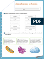 Los Organelos Celulares y Su Función: Nombre: Grado: Fecha