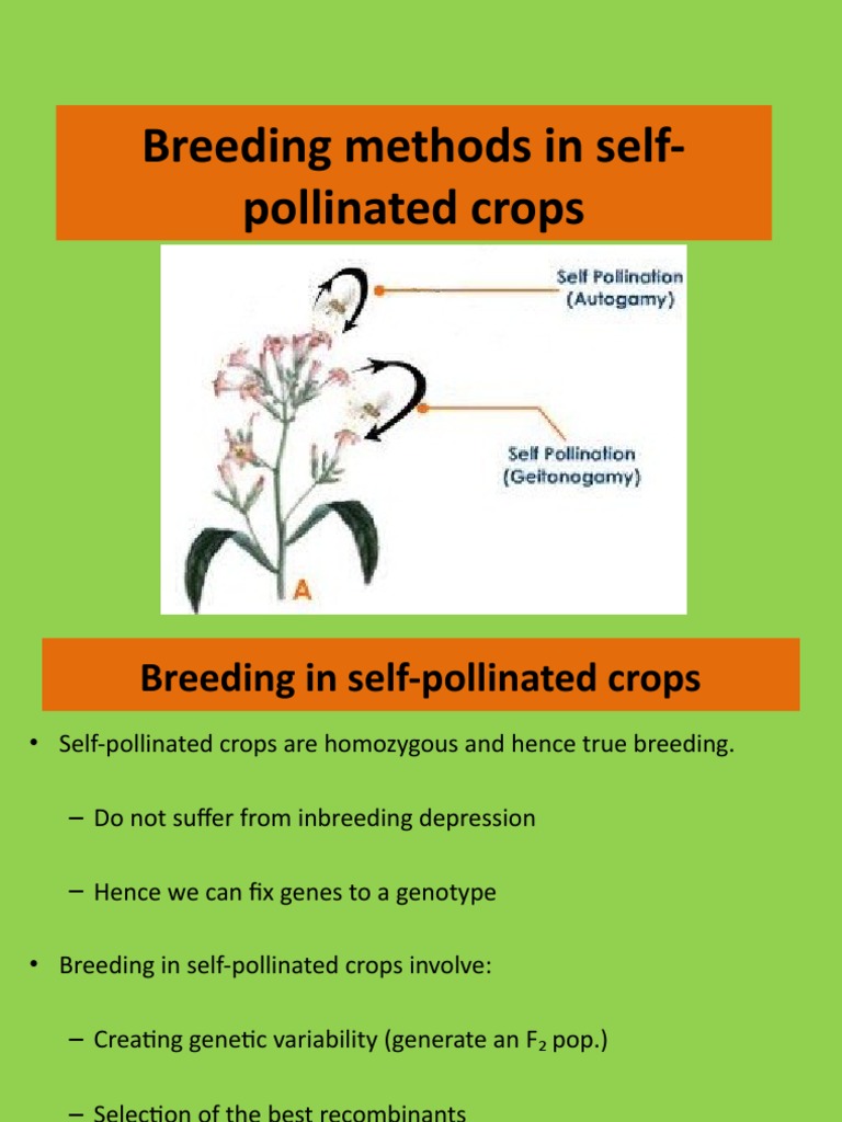 Breeding Methods for Self-Pollinated Crops | PDF | Plant Breeding ...