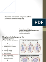 Desarrollo Embrionario Temprano: Células Germinales Primordiales (CGP)