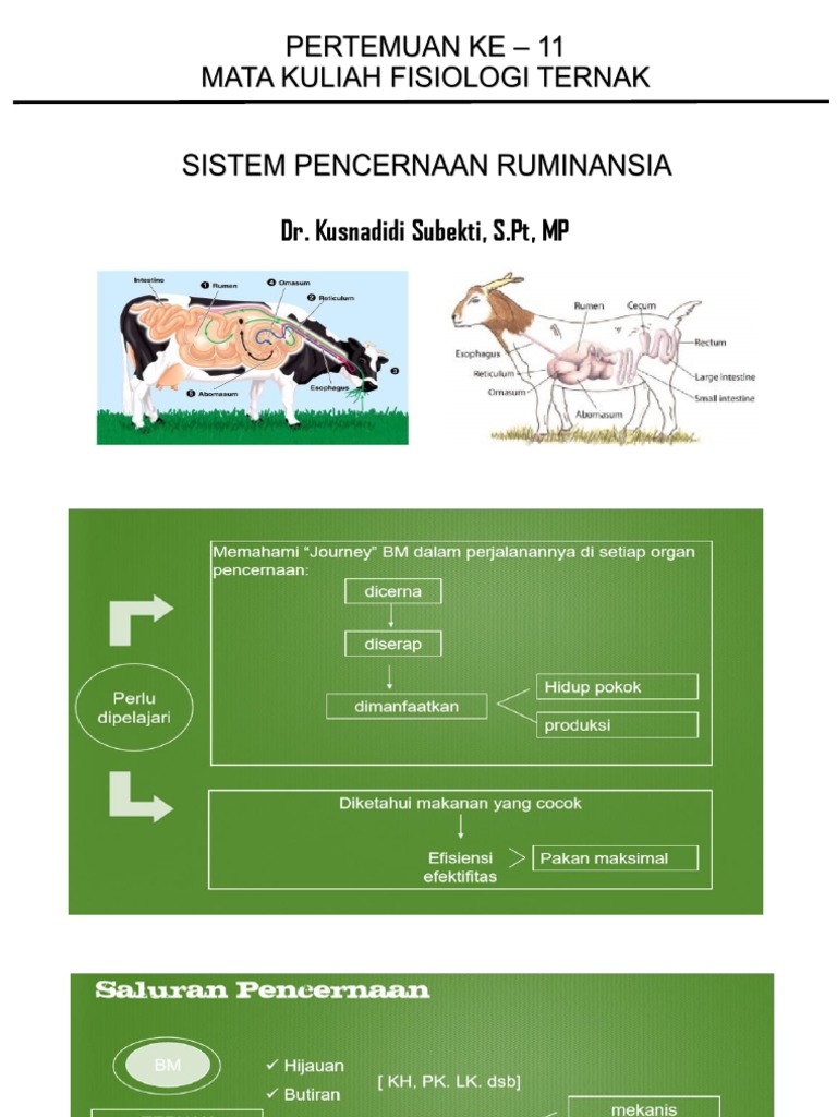 Saluran Pencernaan Ruminansia dan Gambarnya | PDF